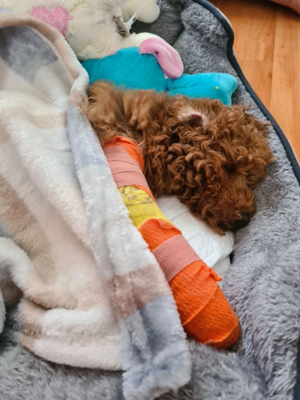 我和lolly还是正常中午出门遛遛,结果lolly被邻居家的狗叫声吓到,顿时