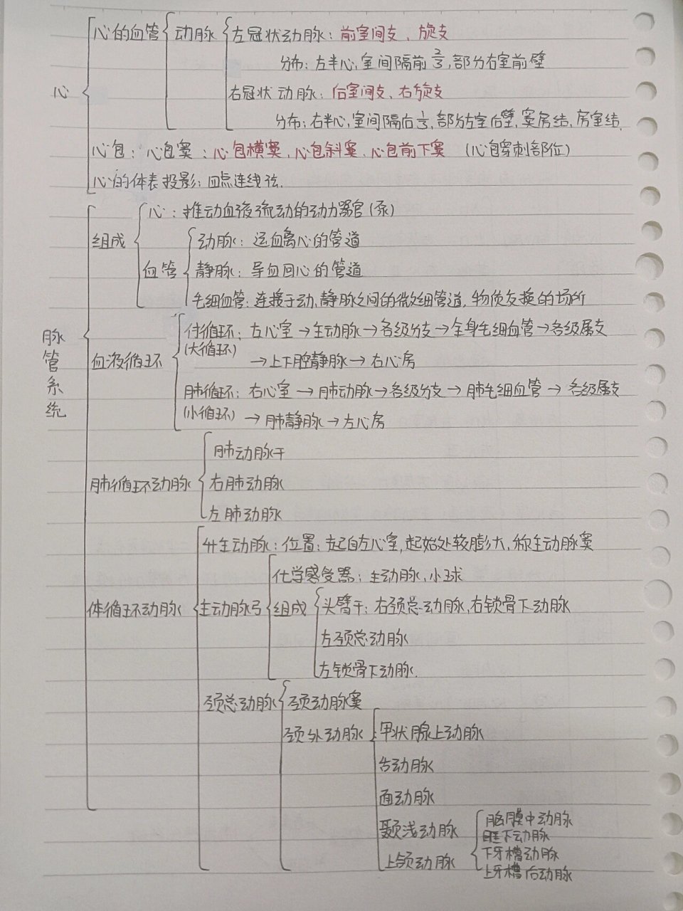 主动脉分支思维导图图片