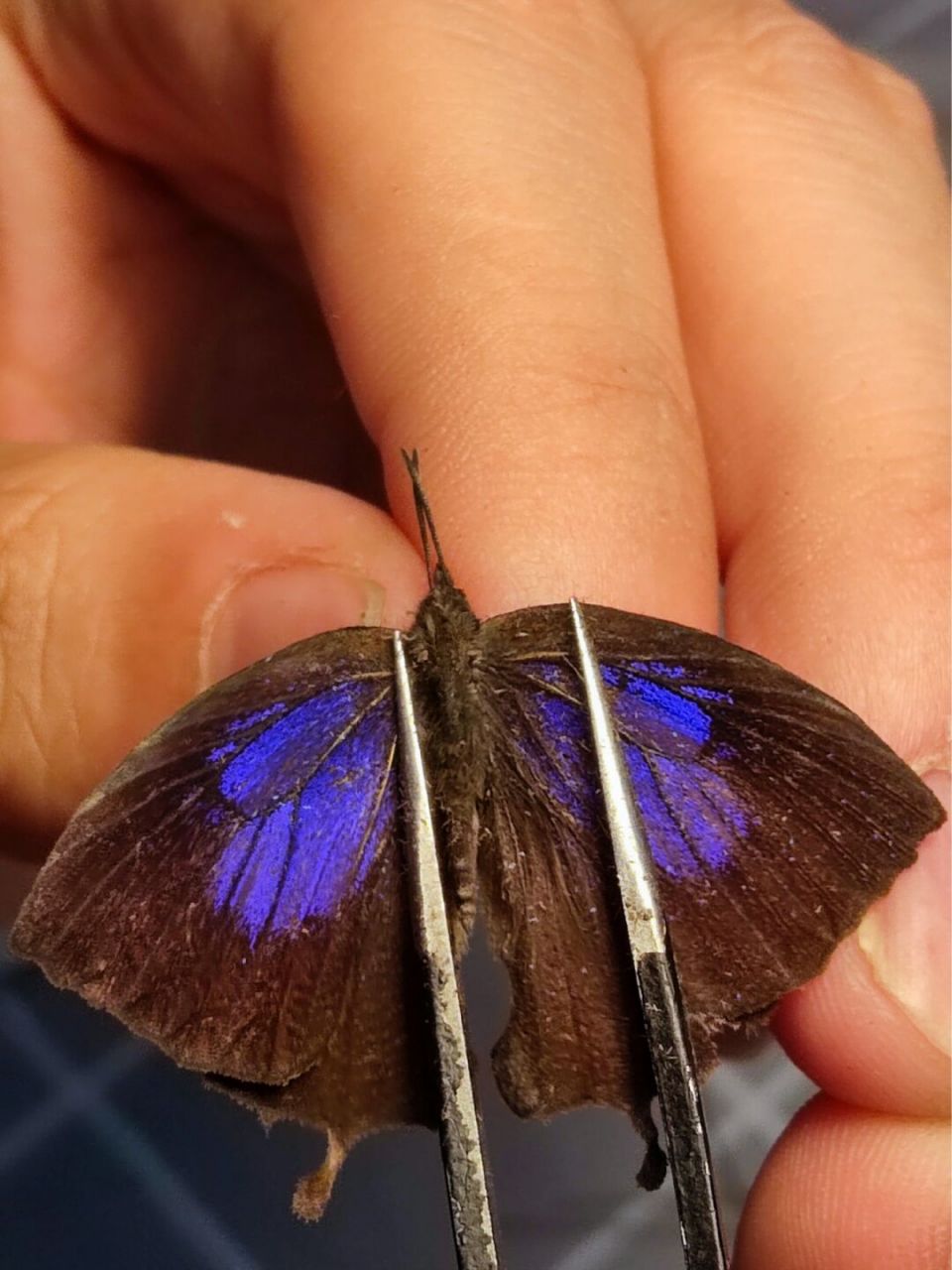 闪亮的玛灰蝶 玛灰蝶(mahathaio ameria hewitson) 雄雌同型.