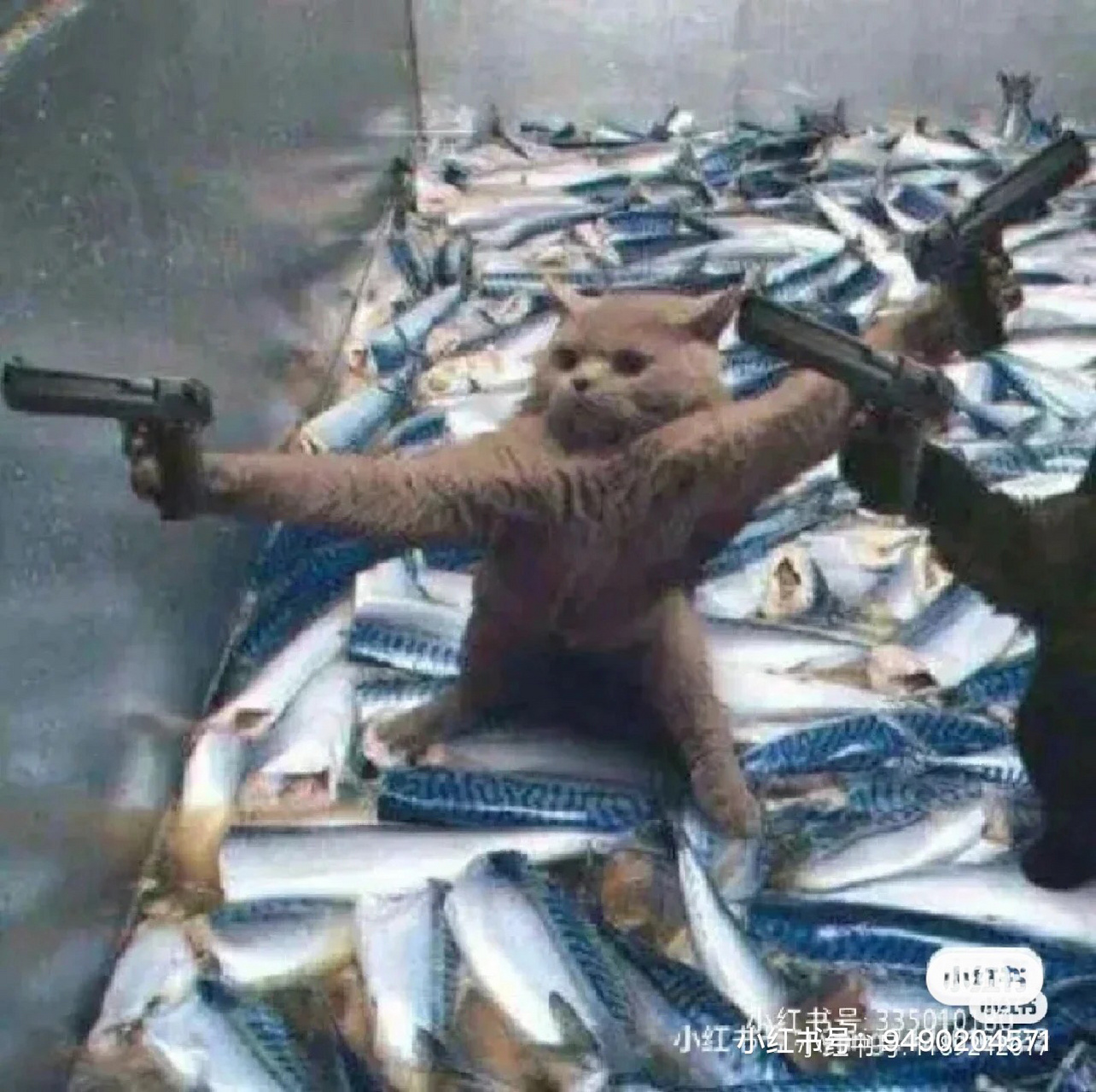 猫:关于我是谁双枪会给出答案949494