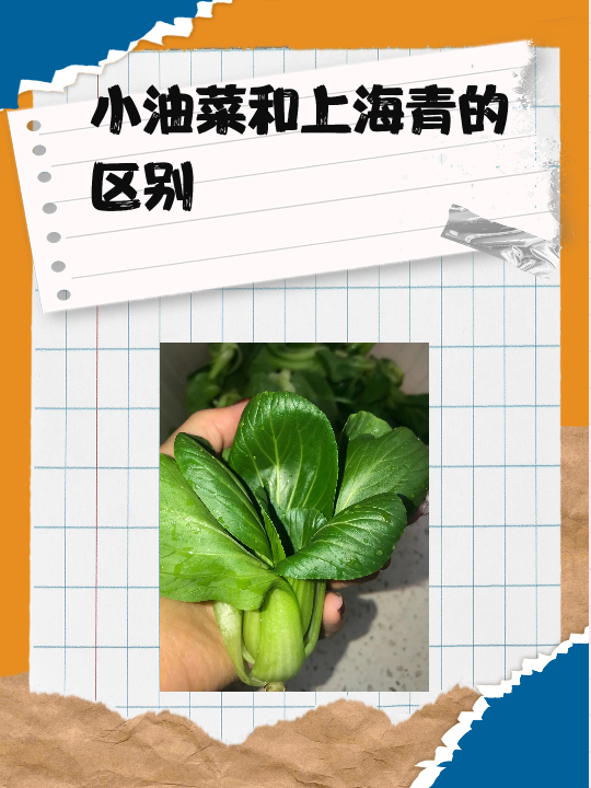 小油菜和上海青的区别 小油菜.@独特生活百态的动态