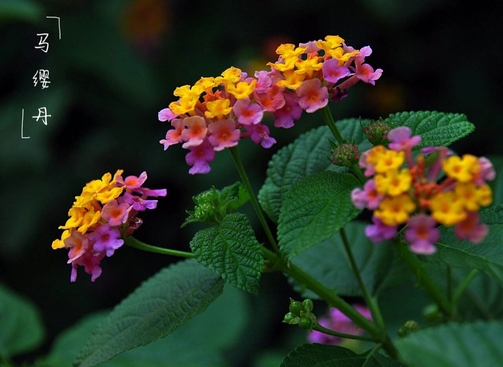被子植物门,双子叶植物纲,管状花目,马鞭草科,马缨丹属 【别名】