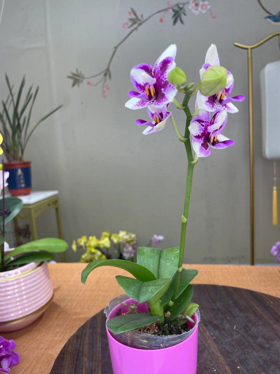 蝴蝶兰紫钻 晚上好,非常感谢大家来到我的直播间,今天我要向大家介绍