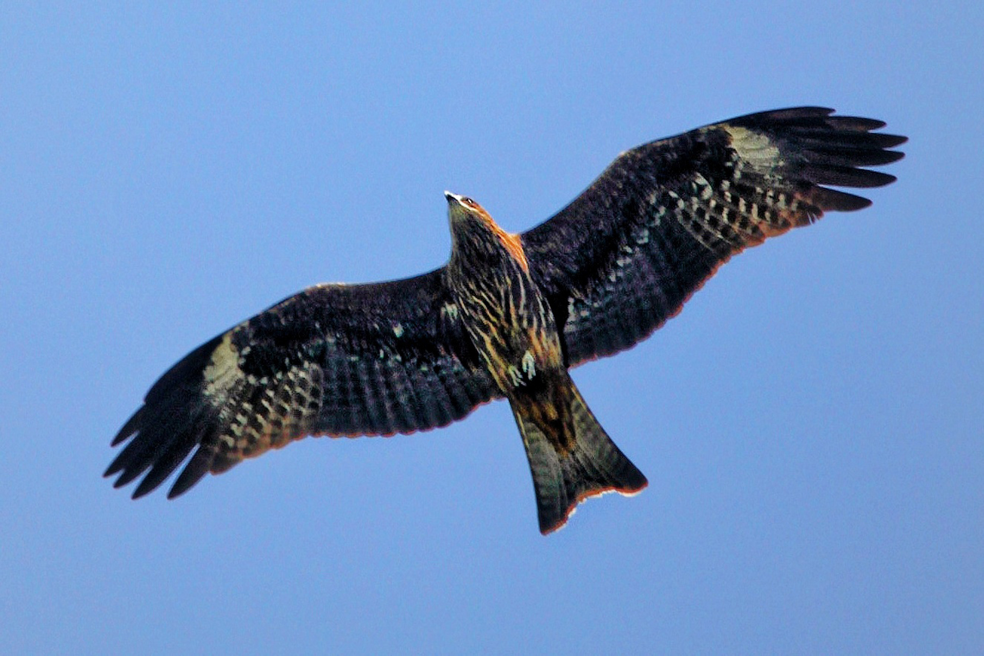今天才从百度得知,学名鸢俗称就是老鹰.