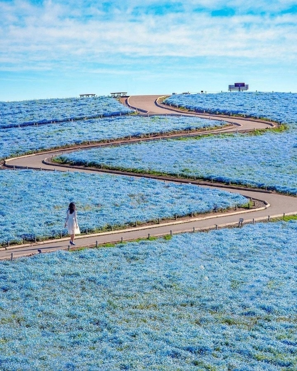 日本北关东茨城国营海滨公园,和四季花海不期而遇 国营常陆海滨公园