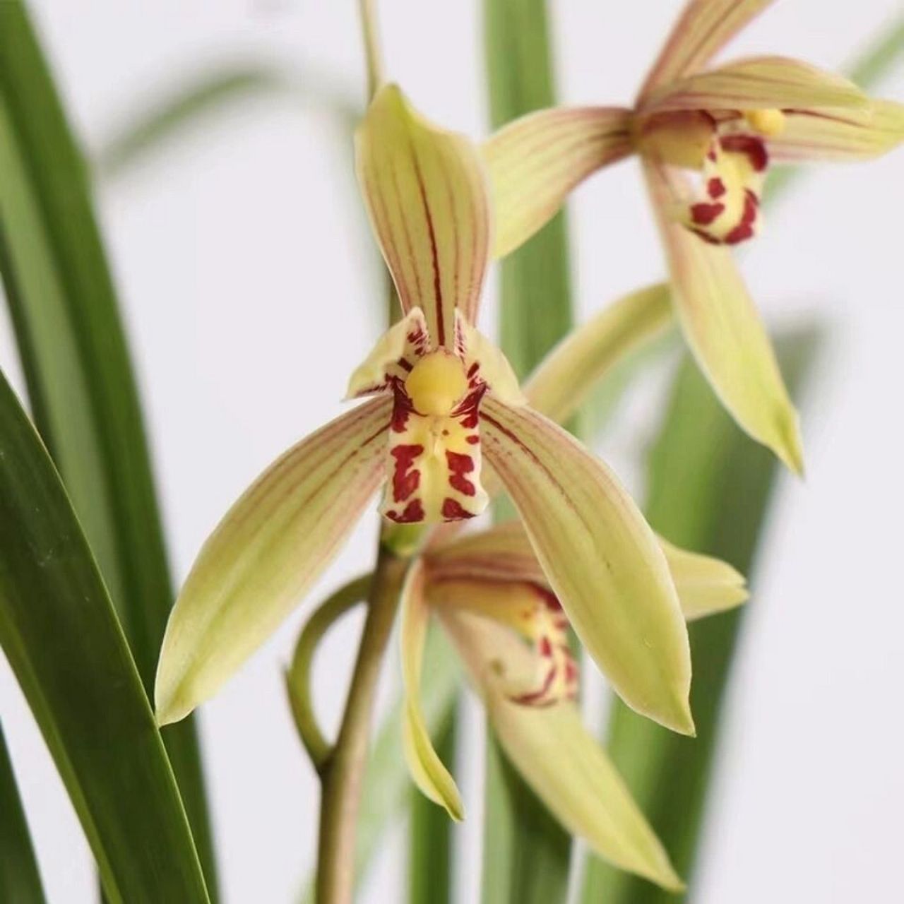 5月份来花苞的建兰 小桃红 小桃红是建兰种花期最早的花,5月份的时候