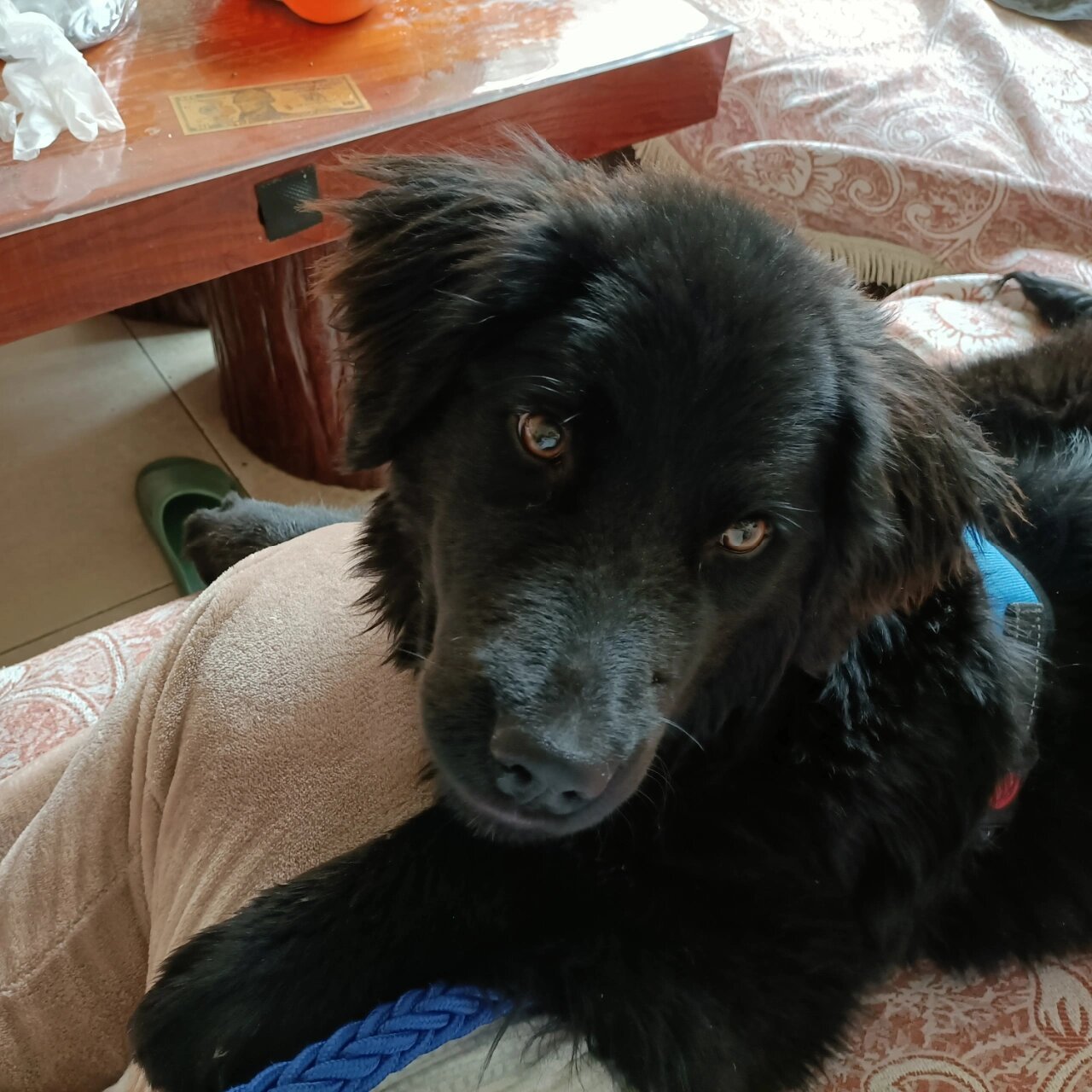 平毛寻回犬
