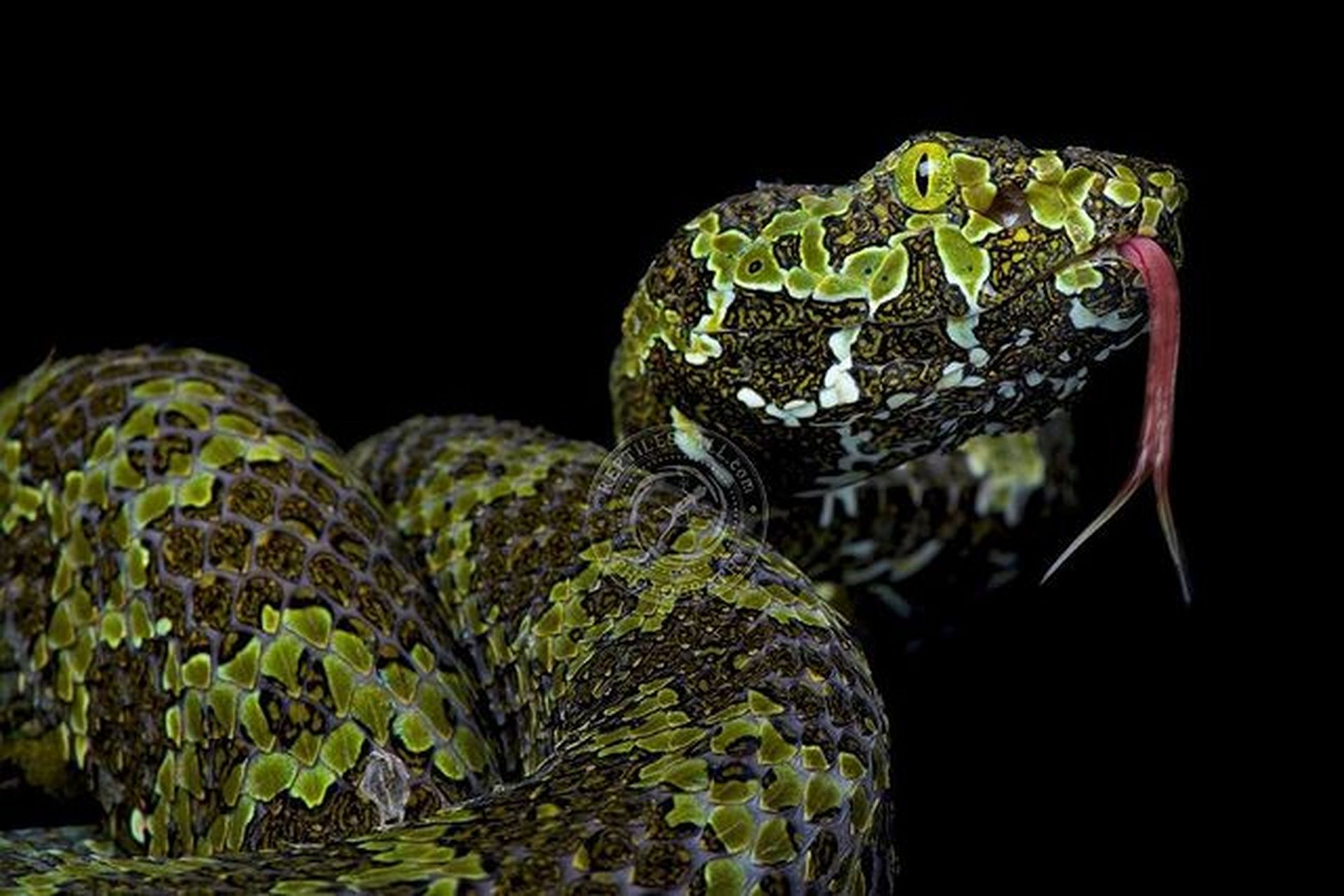 莽山烙铁头蛇mangshan pit viper mangshan pit vipe