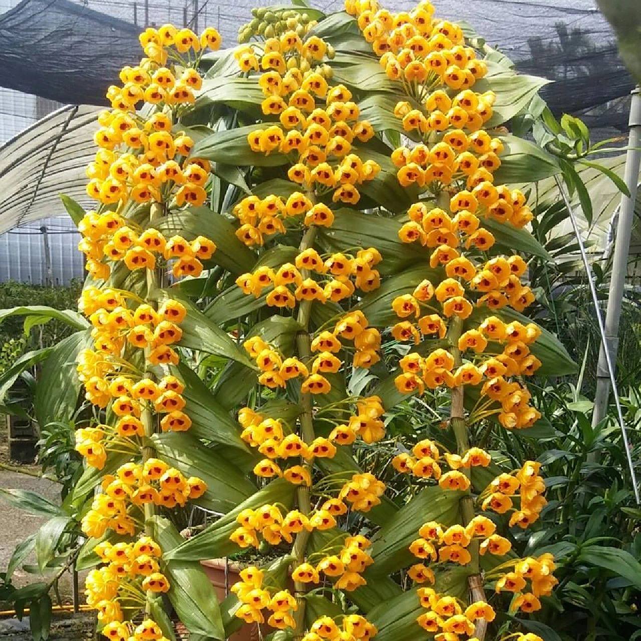 束花石斛 13.束花石斛den.