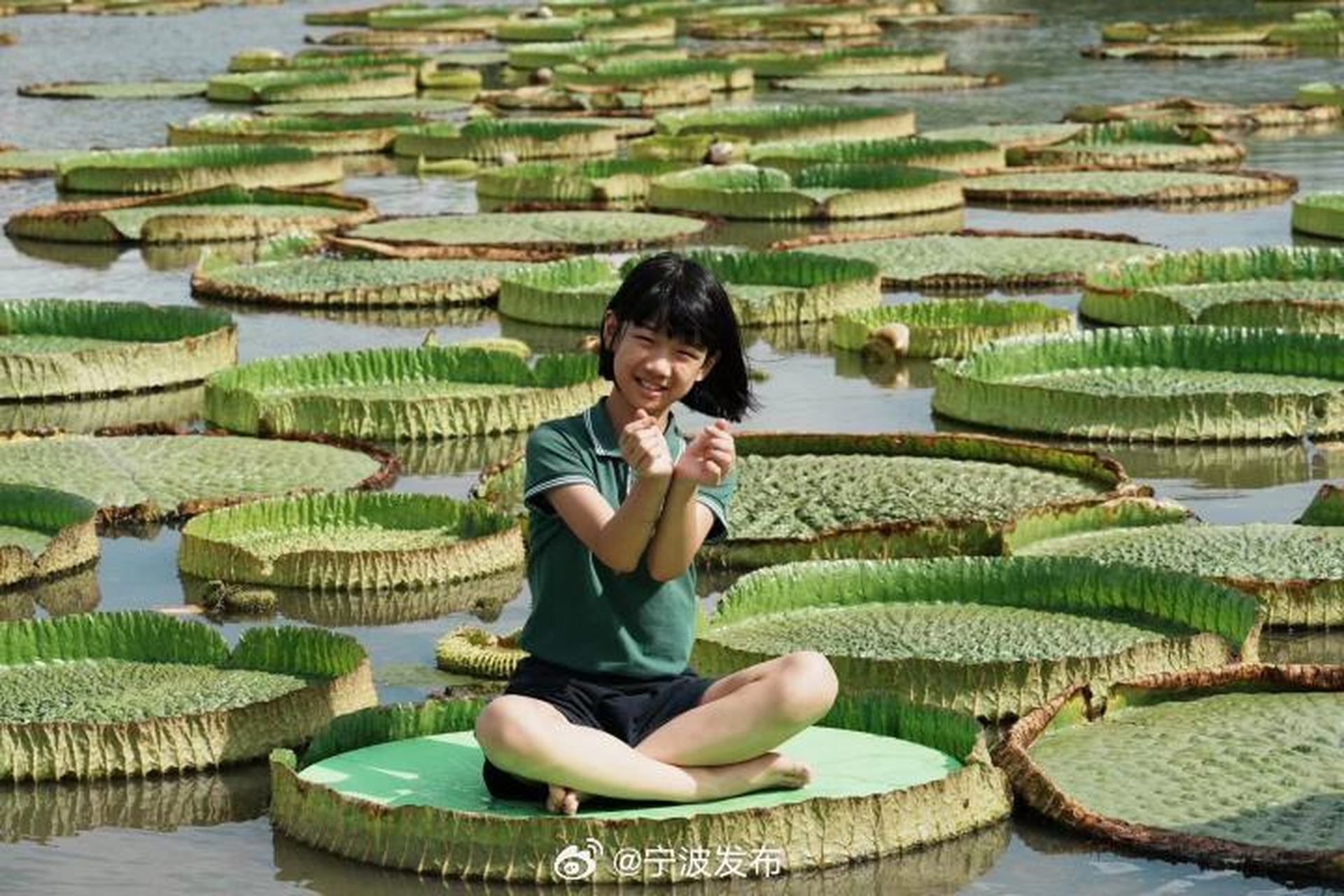 【可託成人 來寧波北侖郭巨古鎮蓮園看