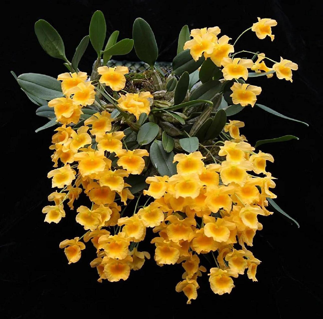 聚(大龟背)石斛 52.聚(大龟背)石斛den.lindleyi.