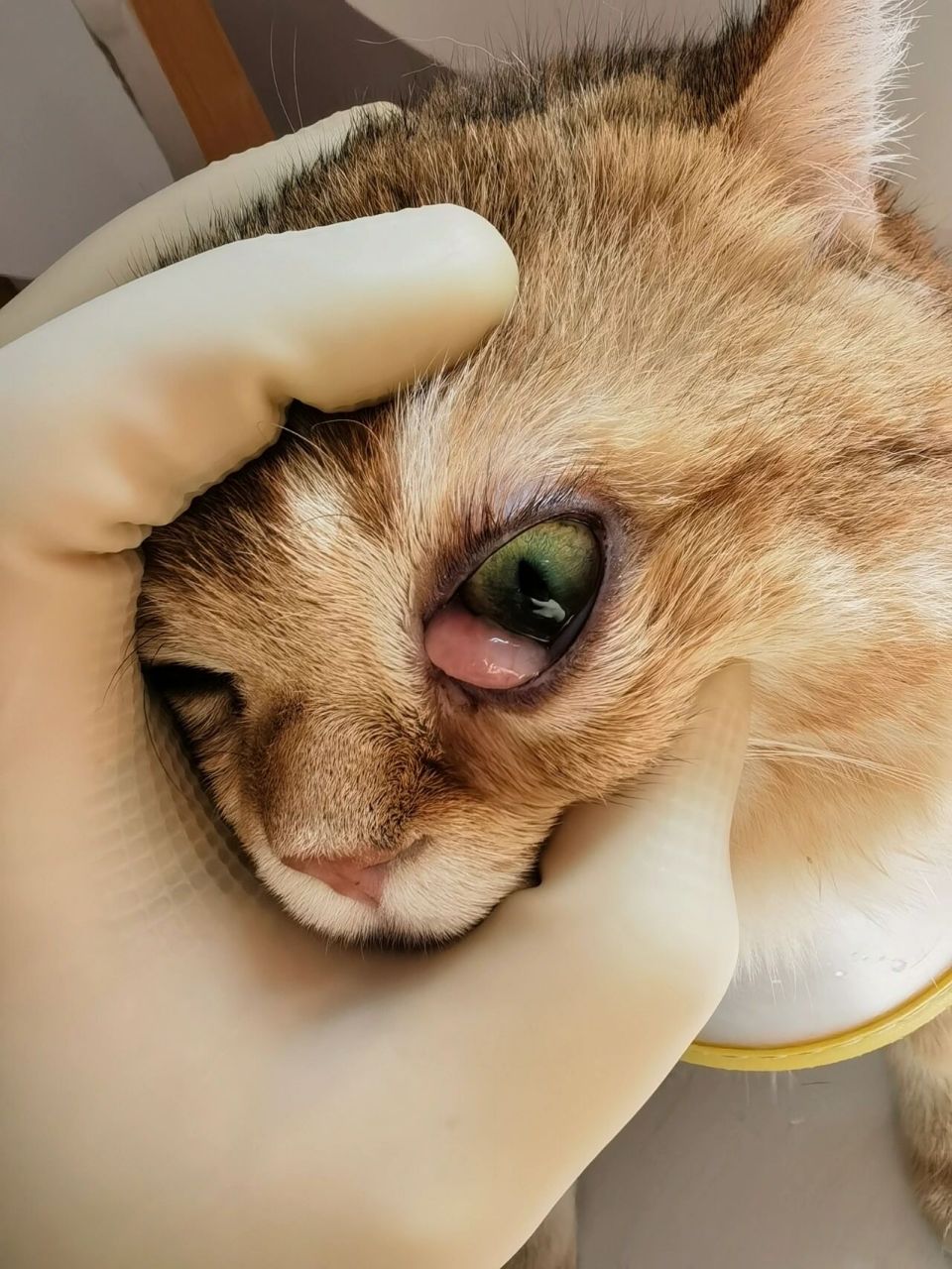 猫咪第三眼睑外翻 我家猫咪前一段时间眼睛有炎症,用药治疗一段之间后