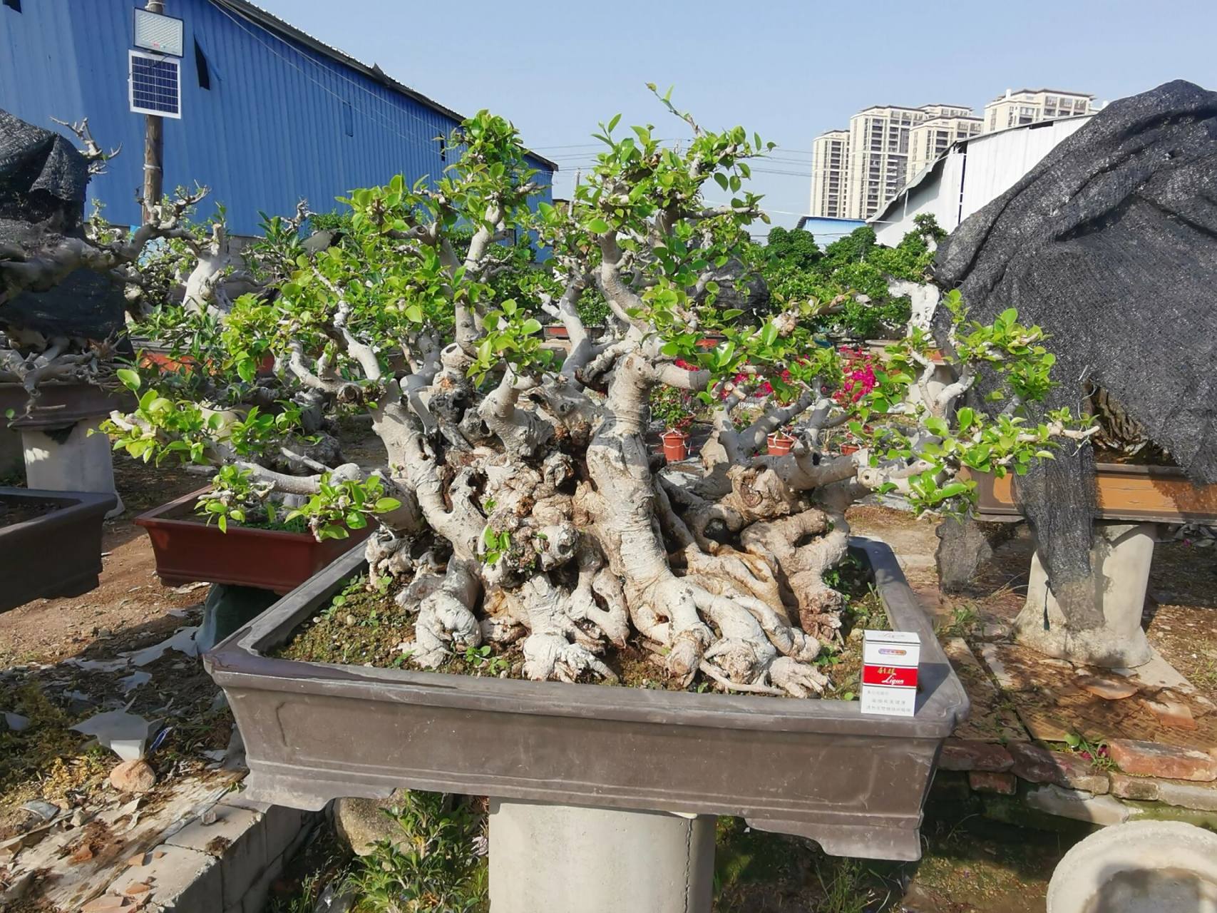 白皮榕树 丛林老桩 爪爪的