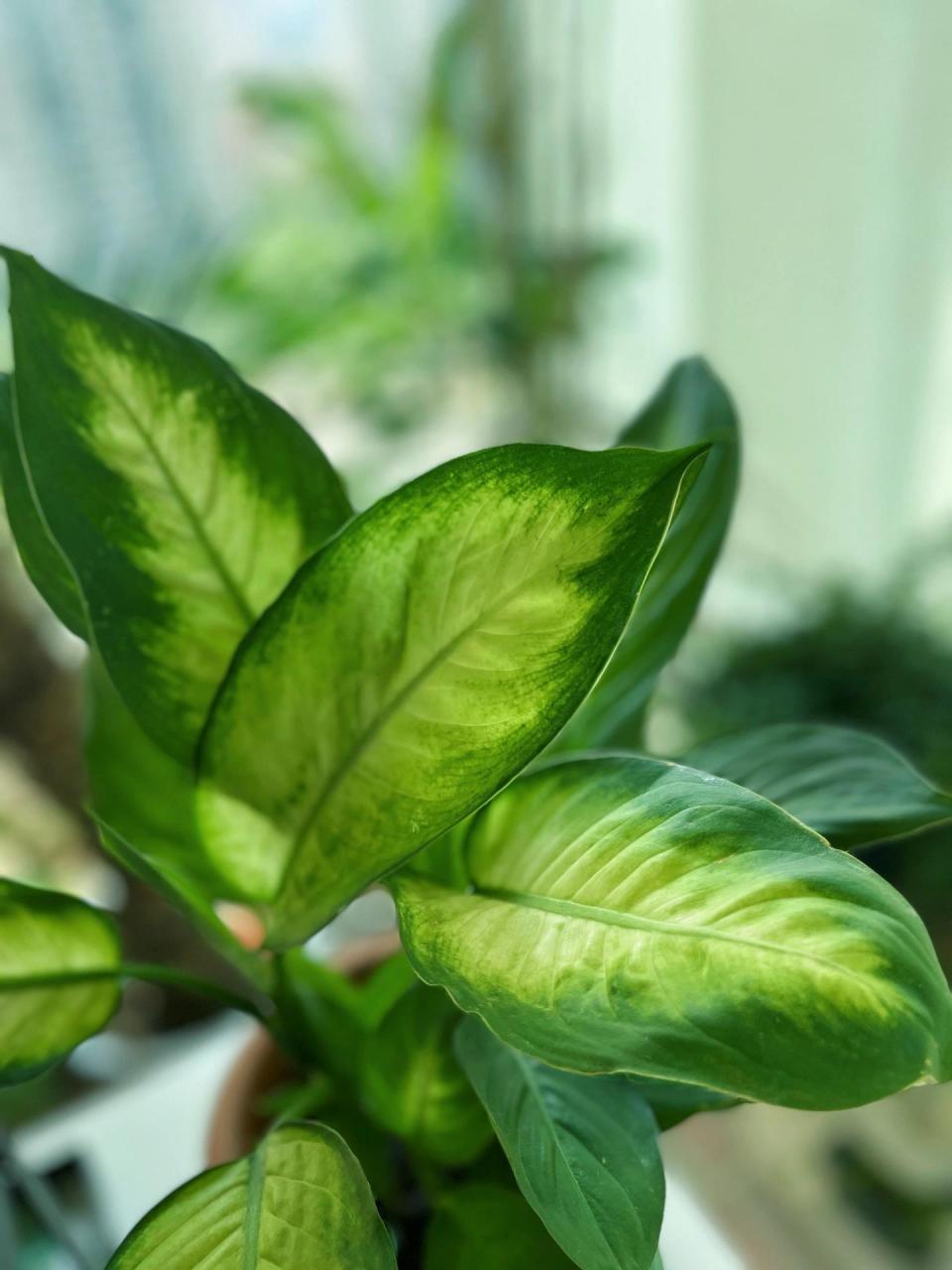 的养护方法·适合卧室客厅…好养的植 黛粉芋(俗名:翠玉万年青,黛粉叶