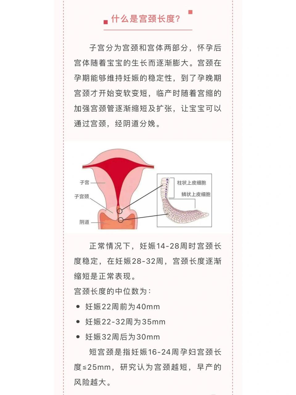 正常子宫大小是多少图片