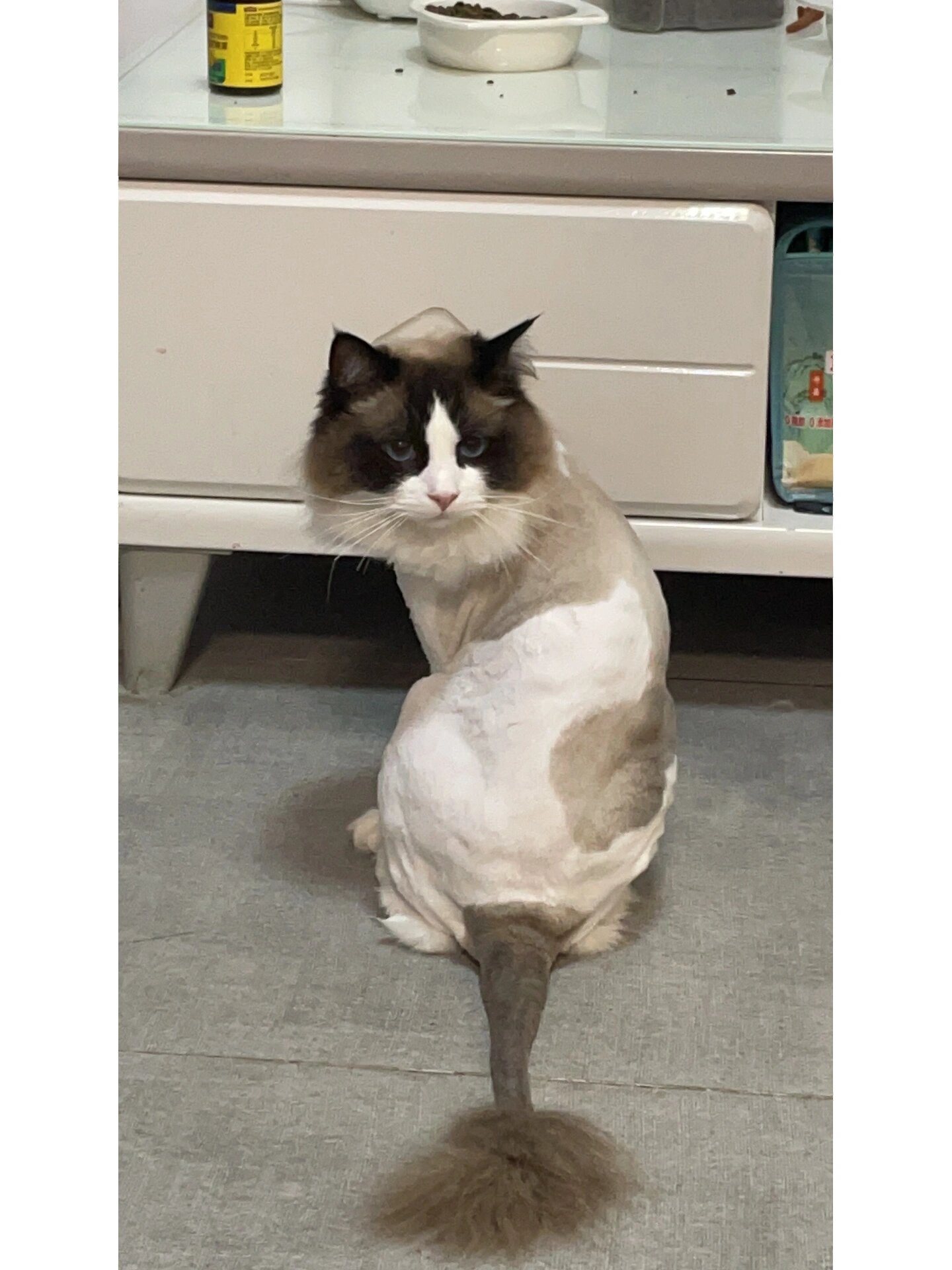 布偶真的是行走的蒲公英 尤其是春天掉的最厉害 家里到处飞的猫毛 狠