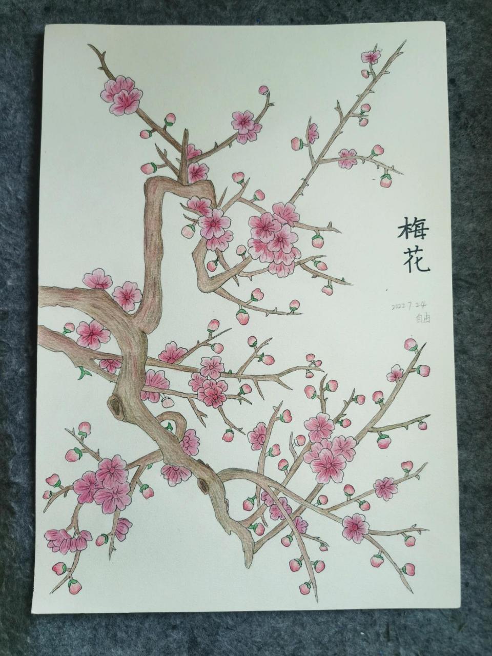 彩色铅笔画梅花图片