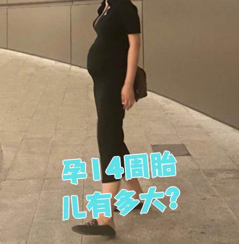 孕14周胎儿有多大?