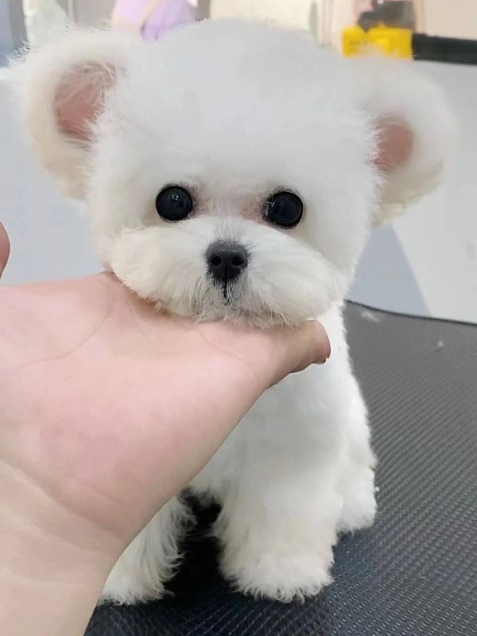 "飞耳"比熊与"米奇耳"比熊 今天带各位辨别一下"飞耳"比熊与"米奇耳"