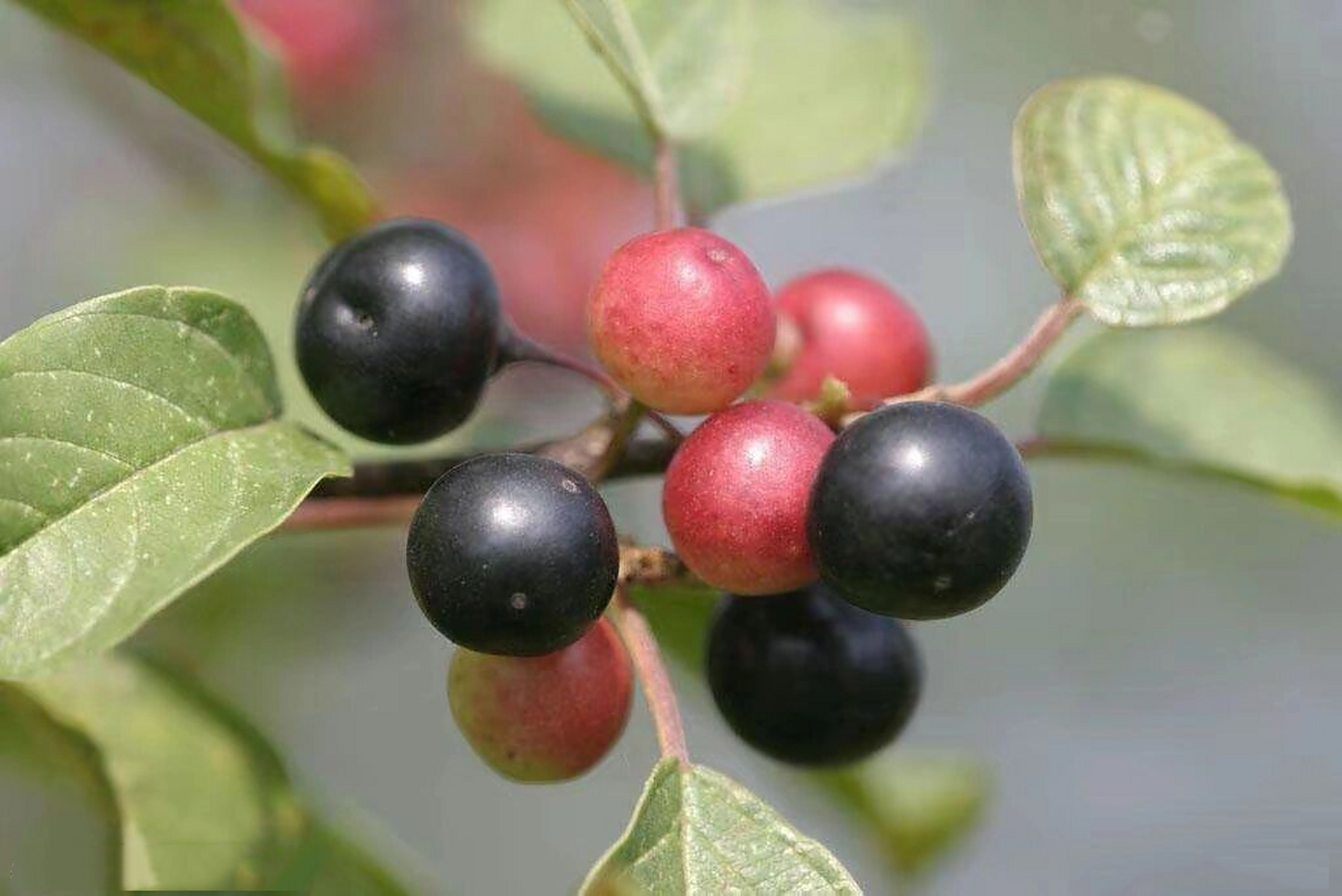 鼠李图片  鼠李,又名臭李子,属落叶灌木或小乔本,分布于我国东北部和