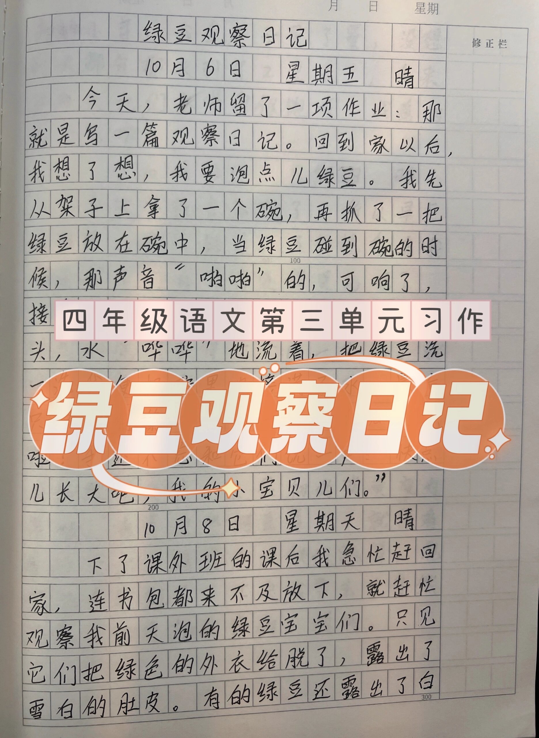 观察绿豆作文图片