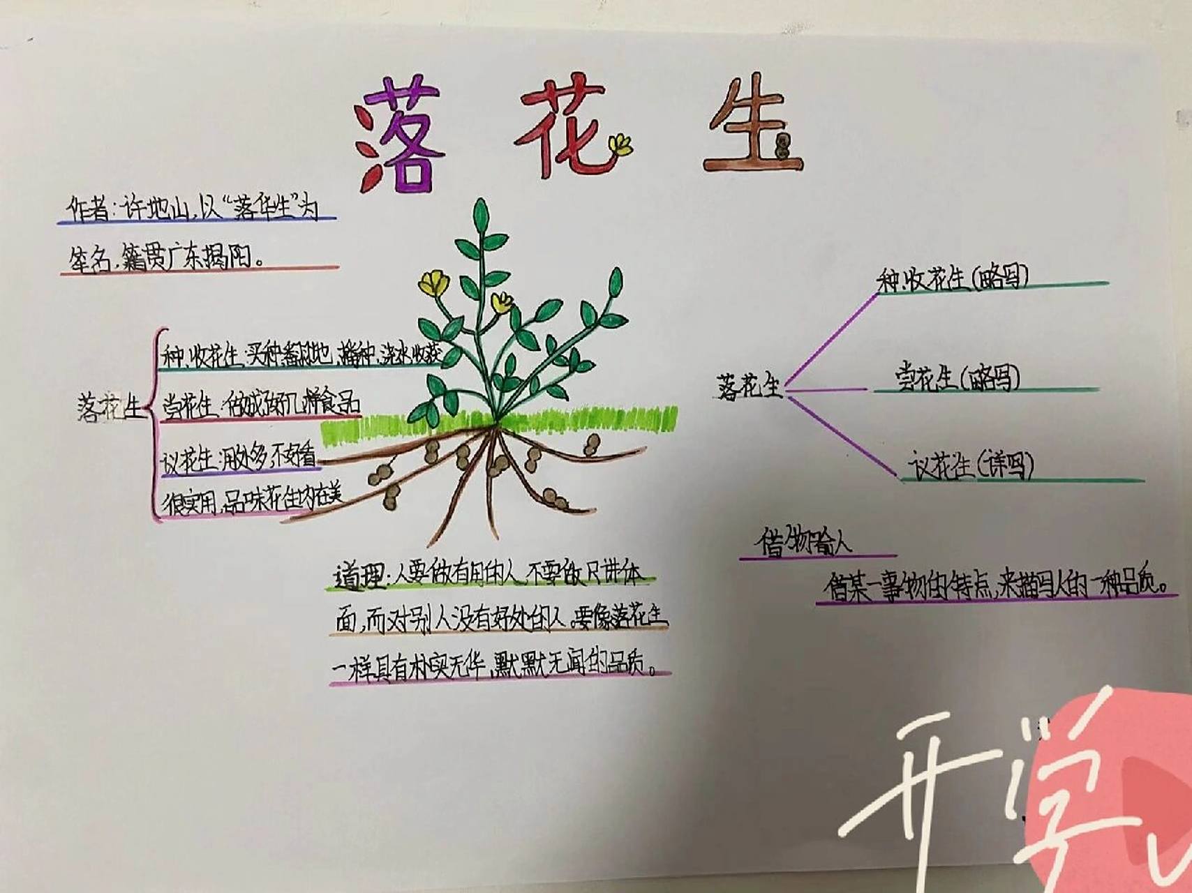 落花生的中心思想图片