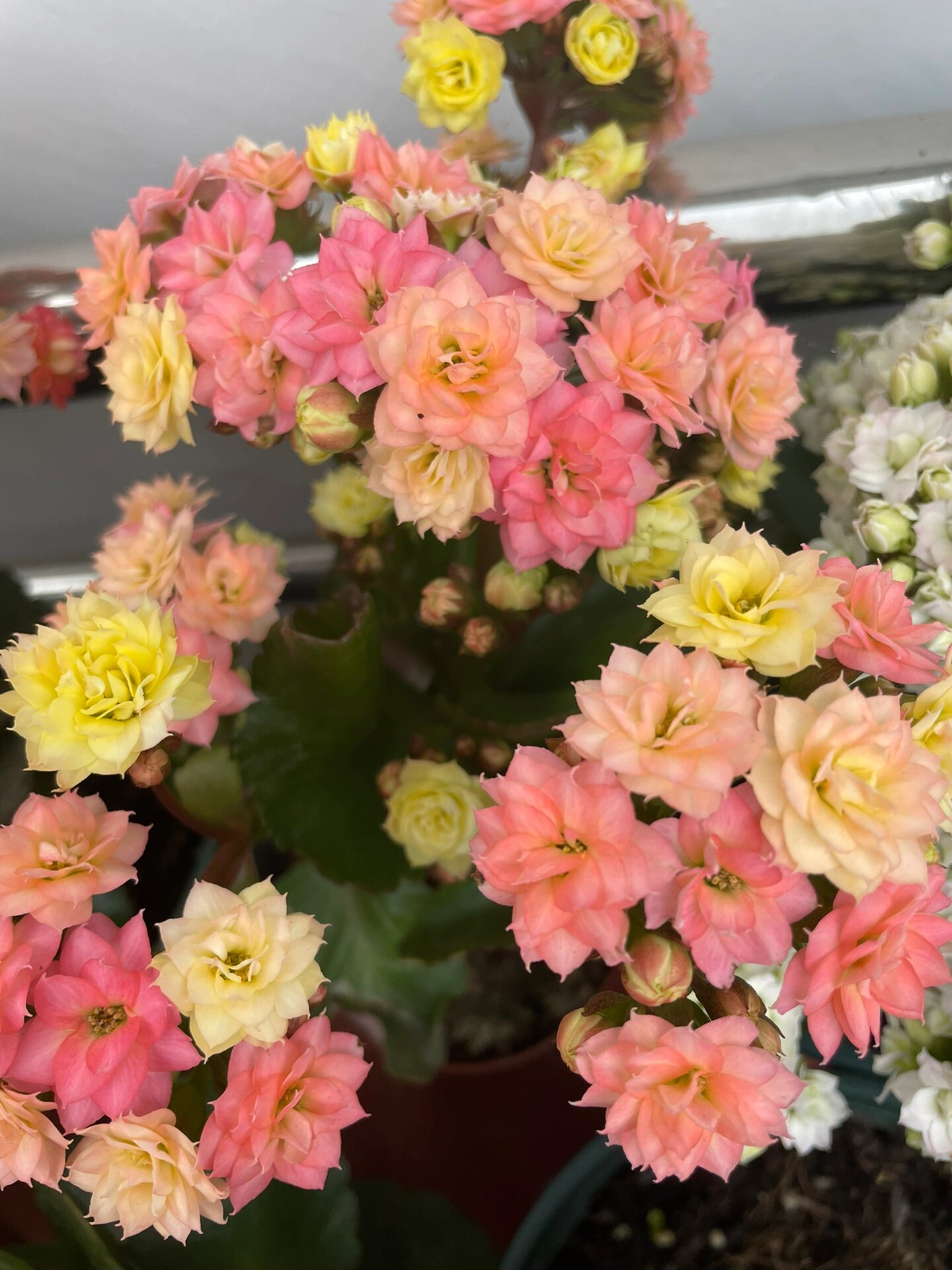 长寿花:变色龙.