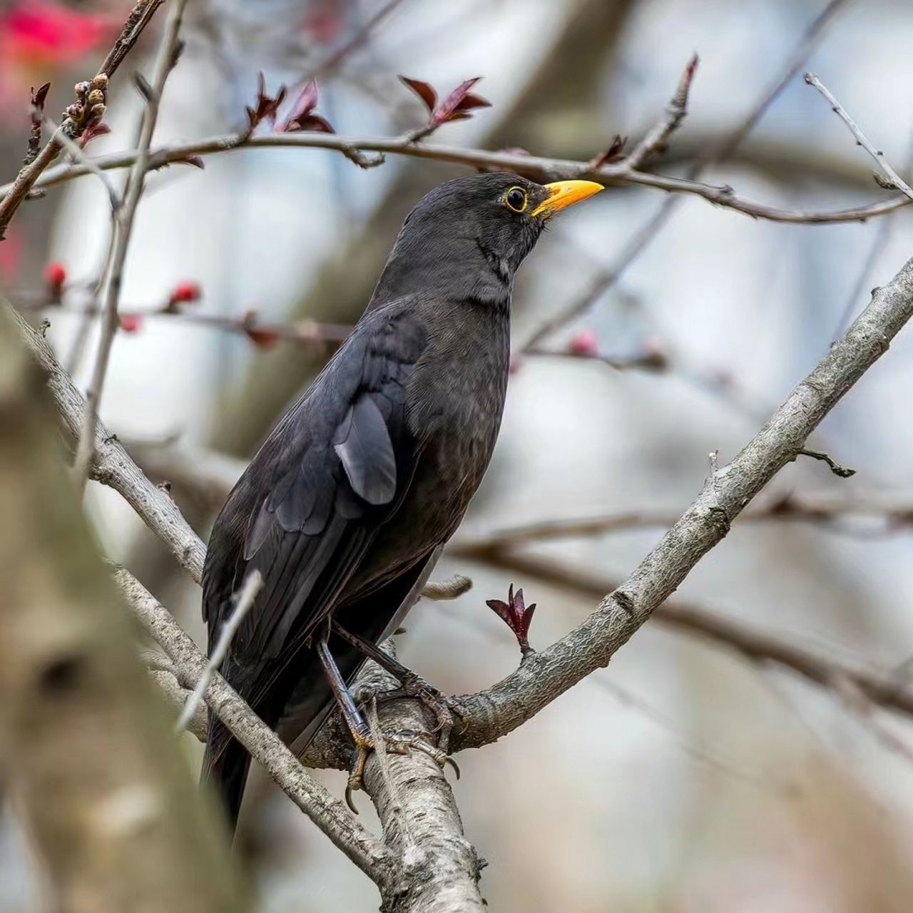 乌鸫鸟图片 乌鸫鸟不是乌鸦哦,经常被错认为乌鸦或者八哥92 它们不