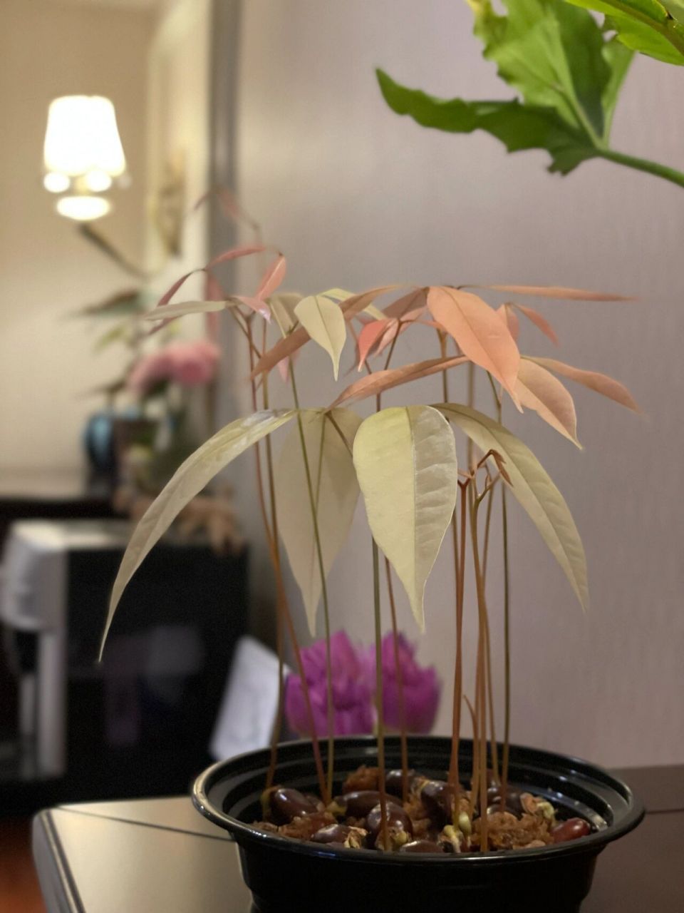 荔枝苗 不晒太阳的荔枝苗,果然温柔漂亮