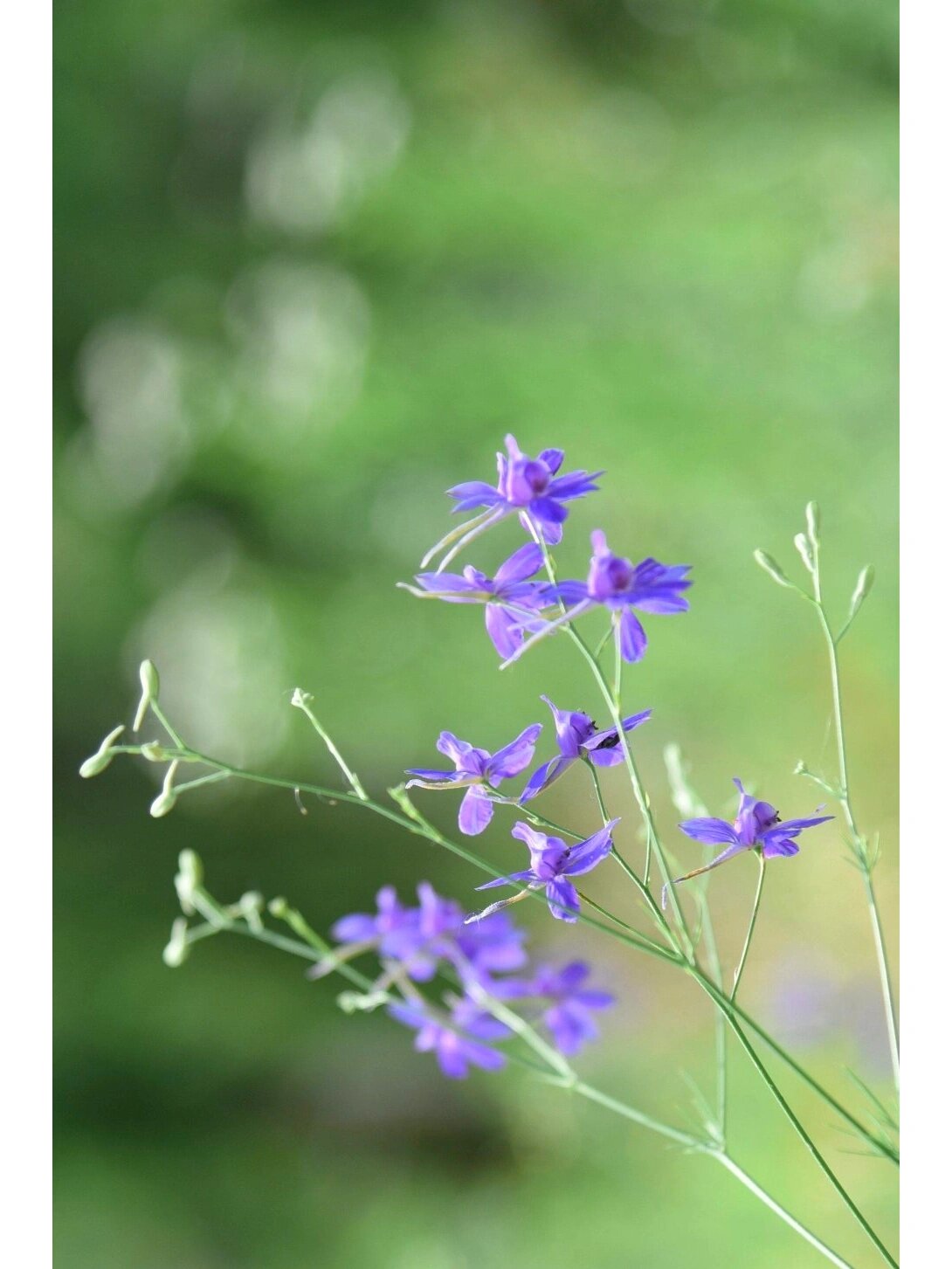 翠雀花语图片