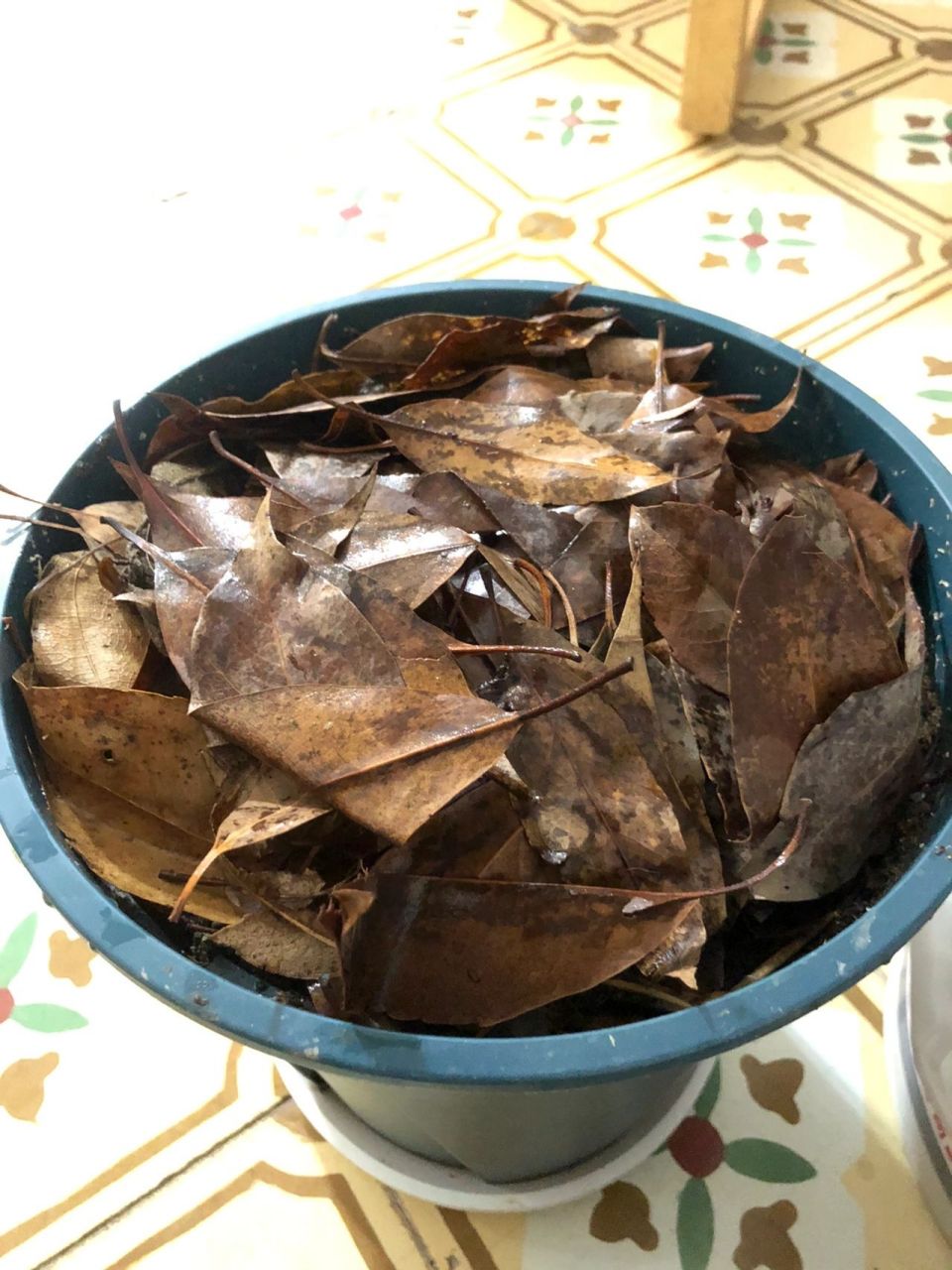 【堆肥】🍂枯树叶处理方法 外面捡回来的枯树叶总是担心有虫子虫卵