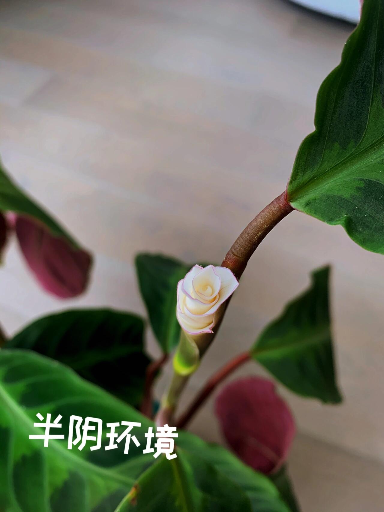 今日分享|紫背天鹅绒竹芋