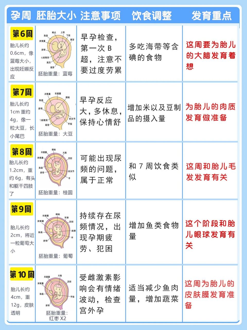 怀孕1-40周胎儿发育全过程!