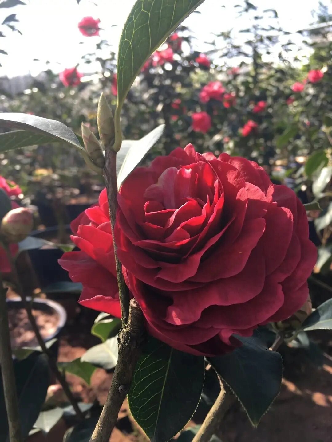 那一抹朱红,迷倒众生!云南茶花--朱砂紫袍