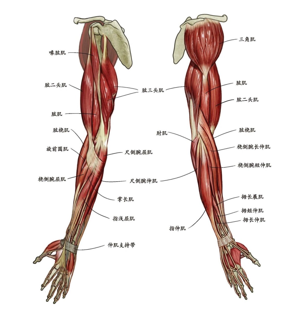 人体结构|手臂肌肉 📖:《艺用解剖学笔记》 作者:(韩)石政贤 ⭐