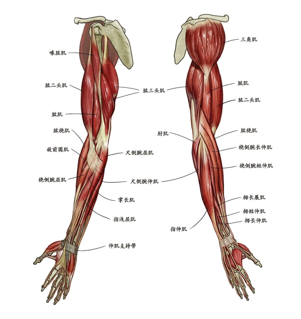 胳膊结构图解大全图片图片