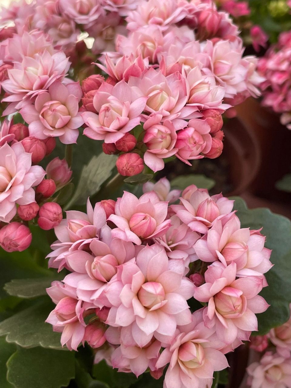 长寿花:人面桃花.