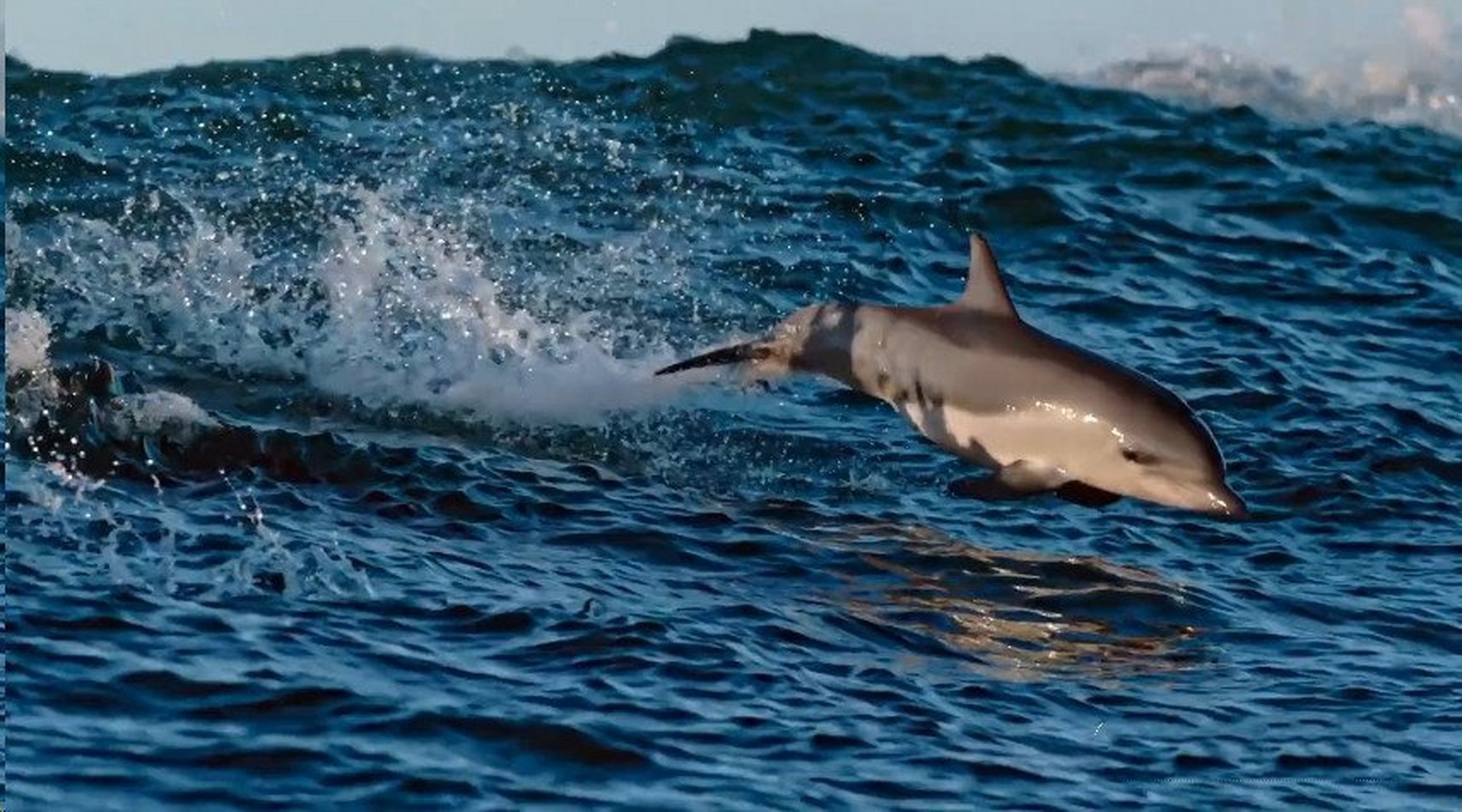 纪录片推荐《蓝色星球2》 bbc出品,必属精品,每一帧爆炸级别的美!