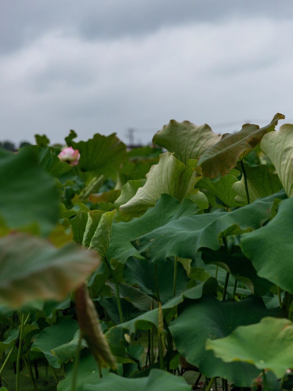 拍摄时间:2021年6月27日 拍摄地点:新浜村荷花园 	 去新浜荷花园拍