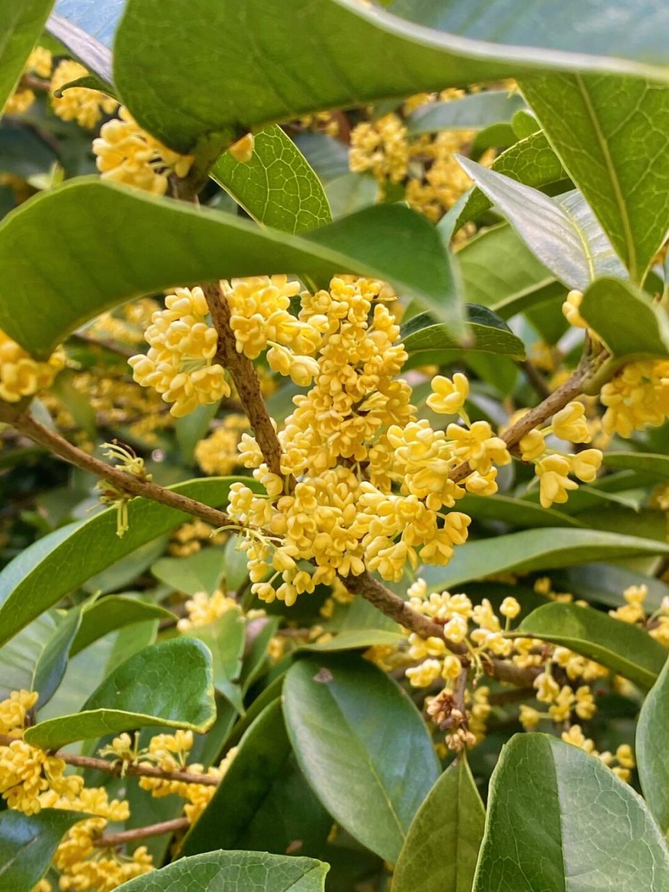 灵谷寺金陵百年桂花王终于开花啦~今年花期比往年迟了十几天,预计下个