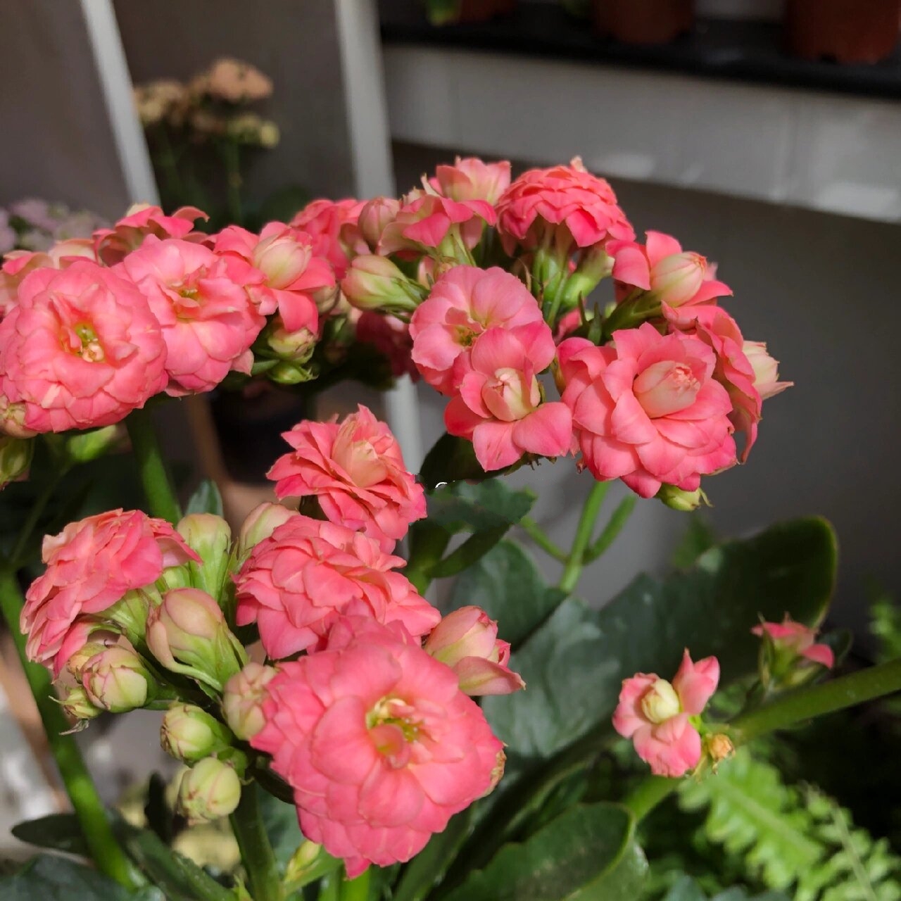 长寿花分享(50)~独角兽