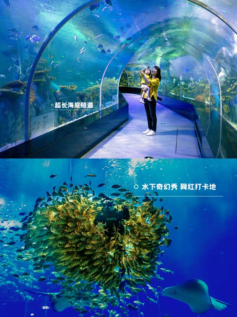 广西南宁 | 极地海洋世界5090大学生票 南宁融晟极地海洋世界,大学