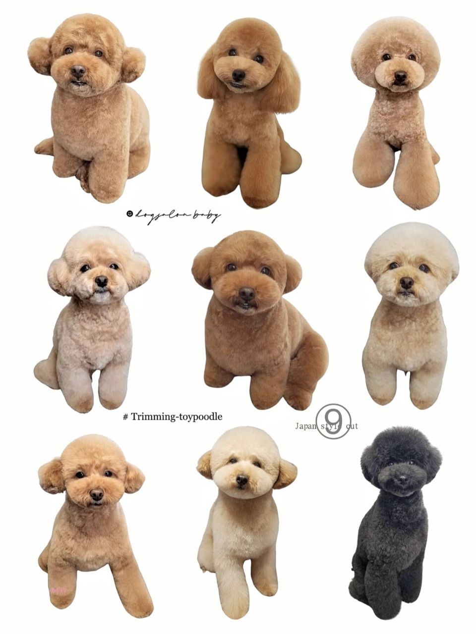 泰迪日系造型-毛量加持⑨ 门店造型|日本宠物沙龙|baby 慢慢喜欢上