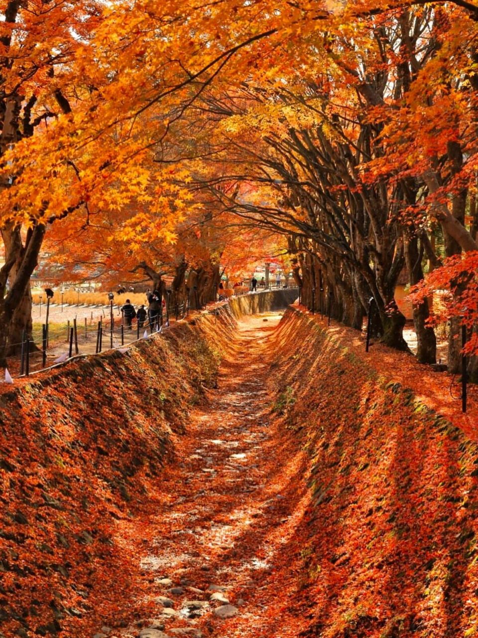 日本旅行93枫叶季 绝美富士山下红叶回廊 又到了日本最美的赏枫季了