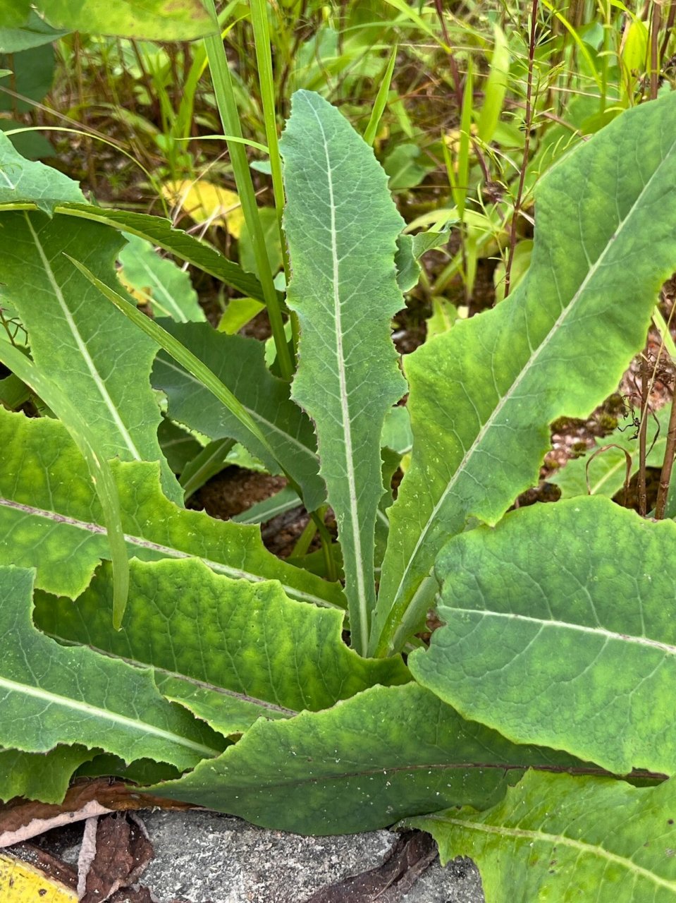 苣荬菜根图片