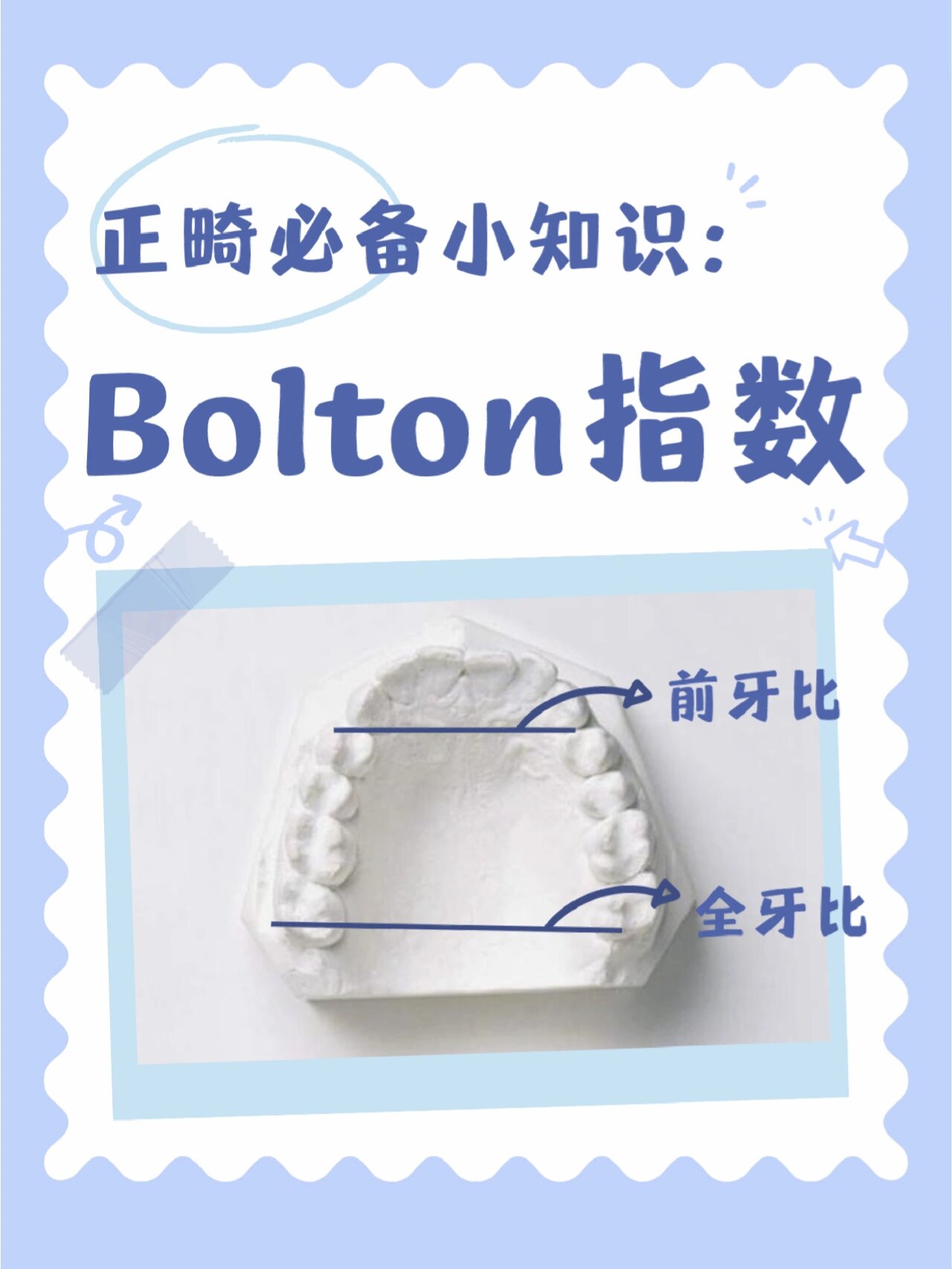 bolton指数图片