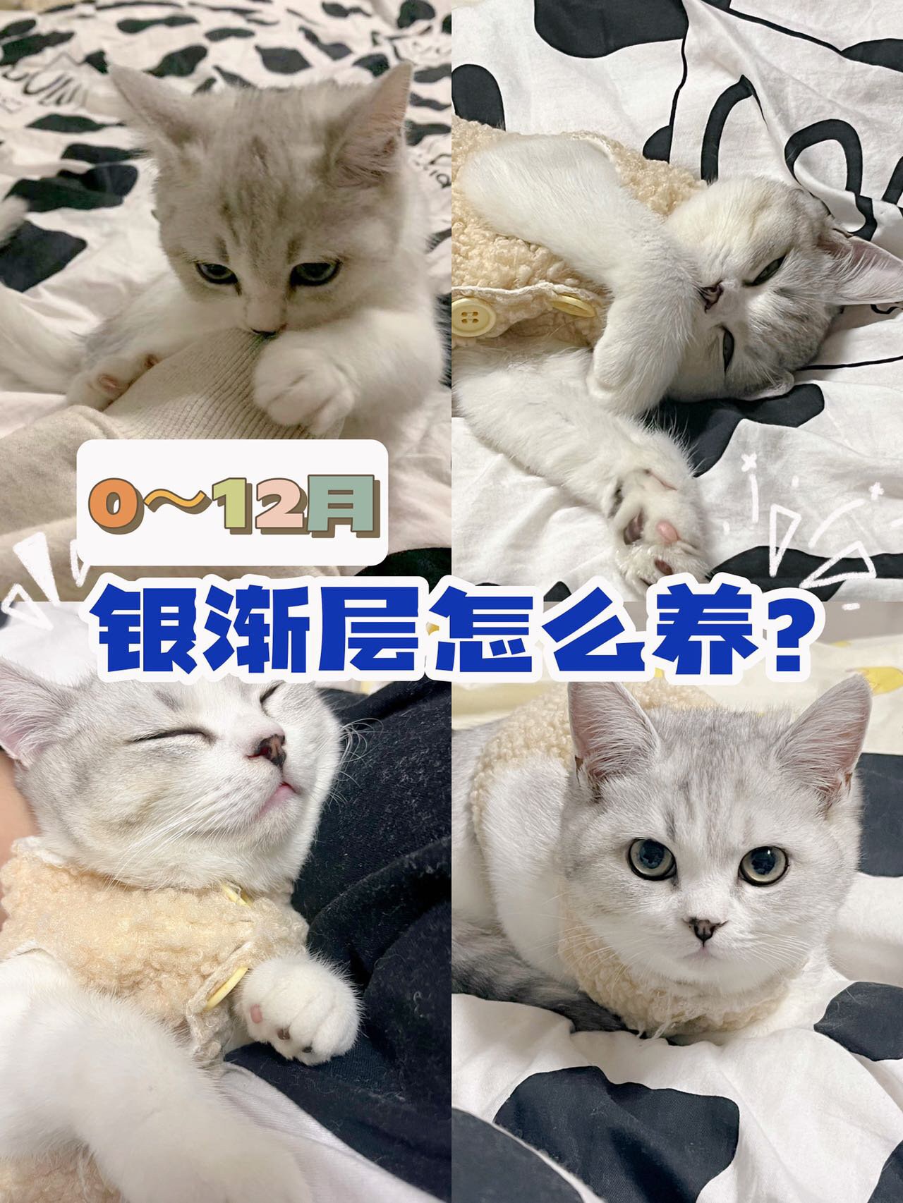 银渐层怎么养6315看这一篇就够啦73