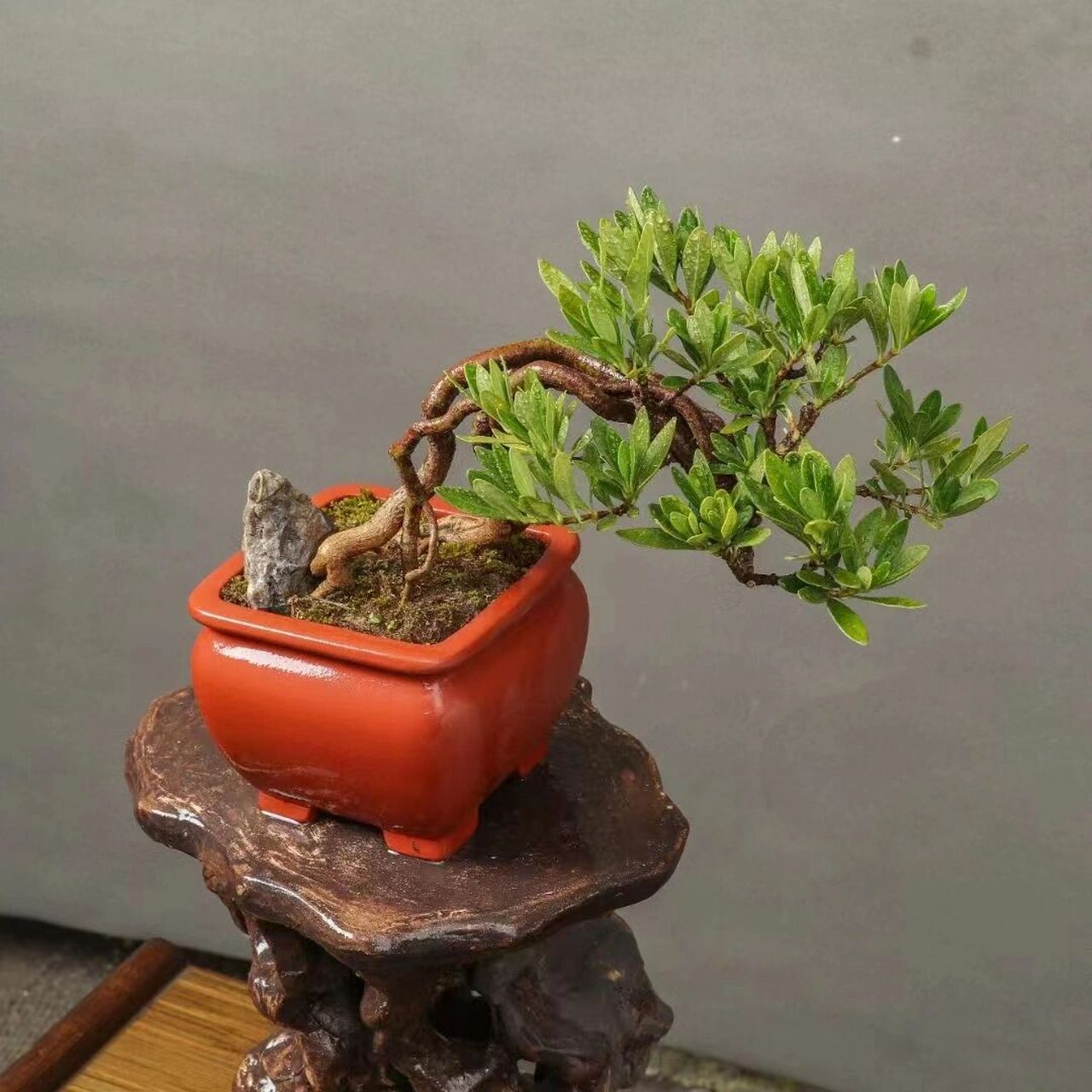 日本进口清誉栀子花,开白色花,洁白无瑕, 日本进口清誉栀子花,开白色