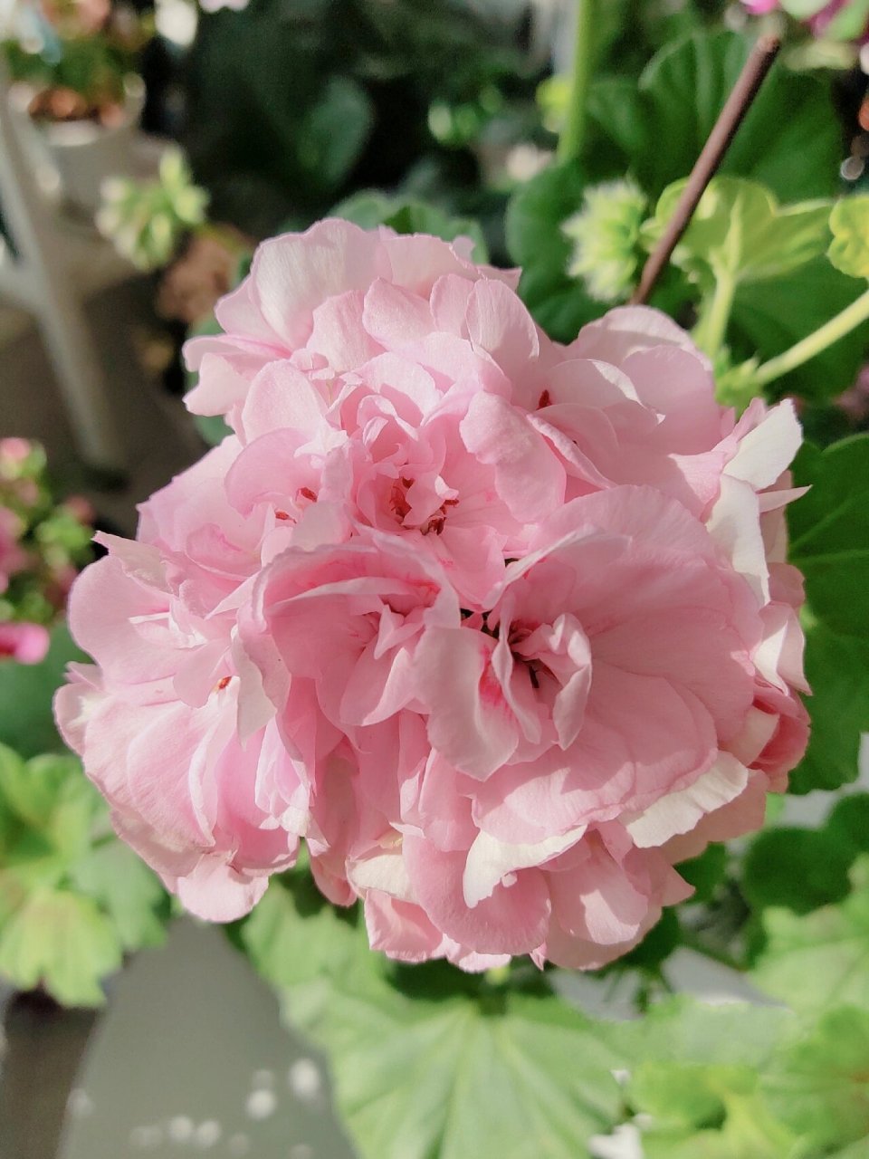 港姐天竺葵 终于知道这个名字为什么叫港姐了,长得漂亮,高挑,颜值高