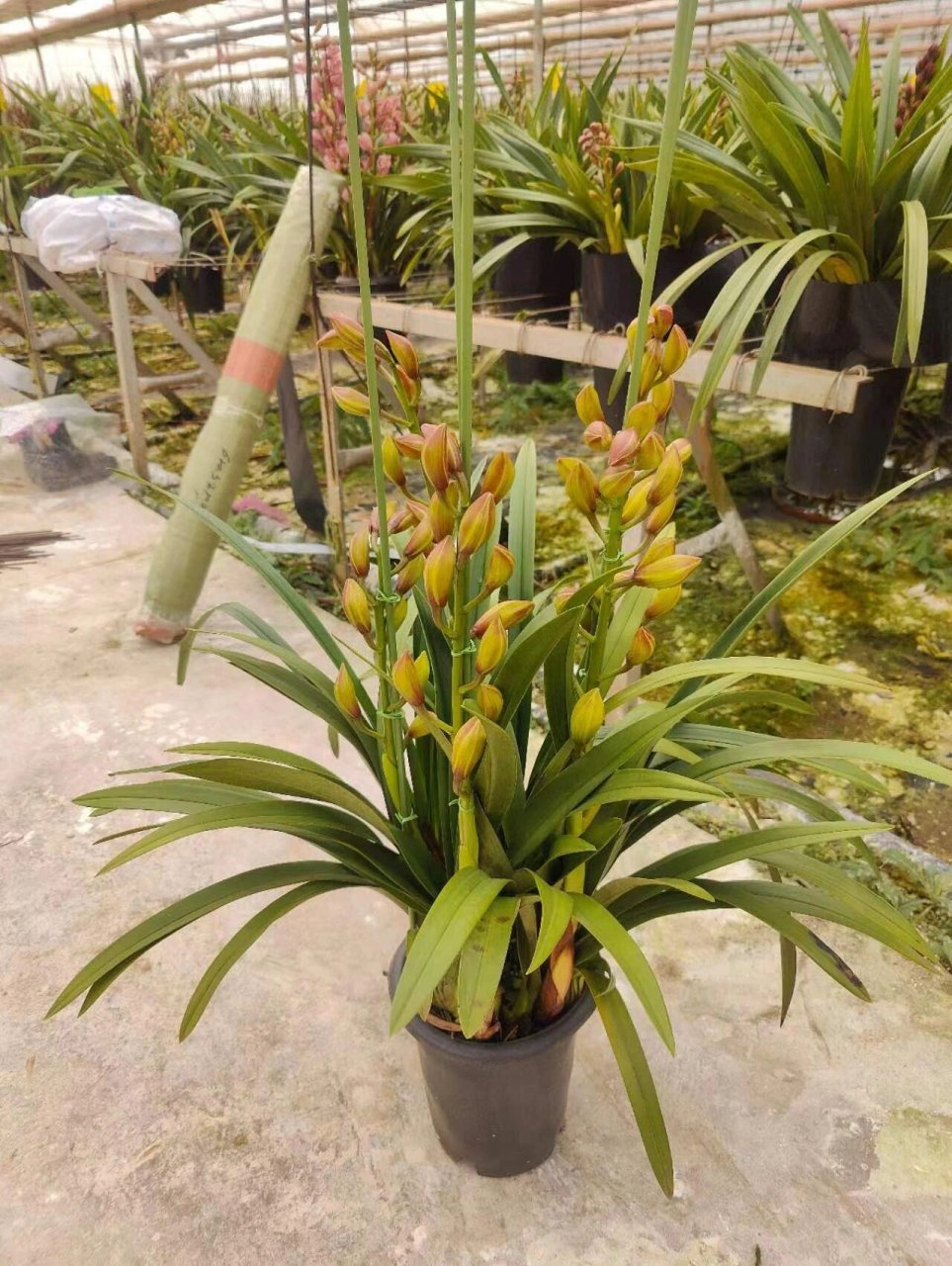 桌面金光‖大花蕙兰94 桌面金光 10装 5支49元 6-10支65元 #年度好